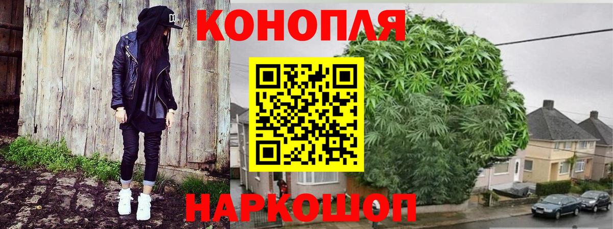 Конопля сатива Северск